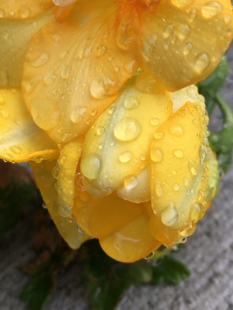 Dew on a yellow freesia 